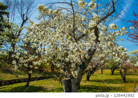【京都風景】二条城　華のある艶やかな桜 126442982