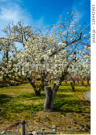 【京都風景】二条城　華のある艶やかな桜 126442983