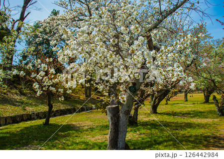 【京都風景】二条城　華のある艶やかな桜 126442984