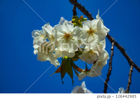 【京都風景】二条城 華のある艶やかな桜 【京都風景】二条城 華のある艶やかな桜 126442985