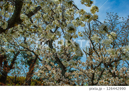 【京都風景】二条城　華のある艶やかな桜 126442990
