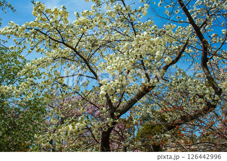 【京都風景】二条城　華のある艶やかな桜 126442996