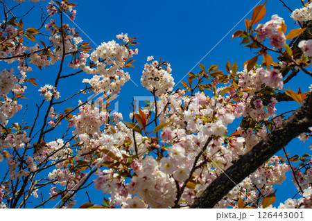 【京都風景】二条城　華のある艶やかな桜 126443001