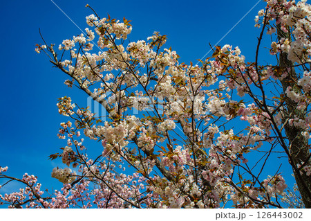 【京都風景】二条城 華のある艶やかな桜 【京都風景】二条城 華のある艶やかな桜 126443002