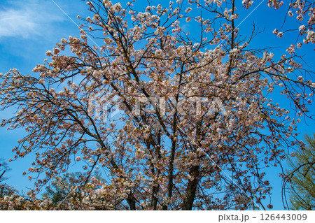 【京都風景】二条城　華のある艶やかな桜 126443009