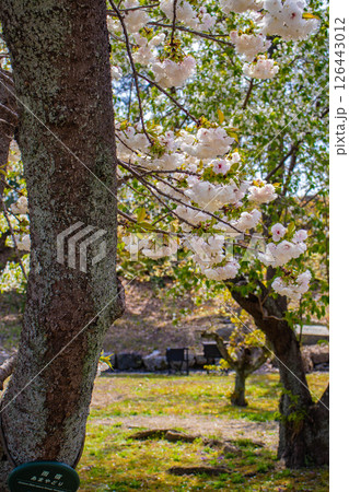 【京都風景】二条城　華のある艶やかな桜 126443012
