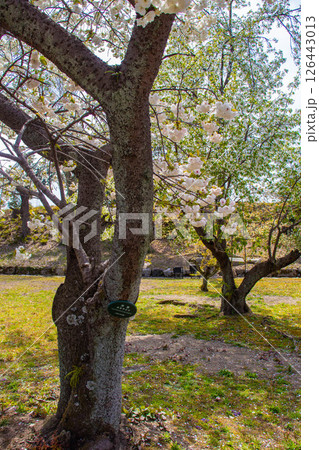 【京都風景】二条城 華のある艶やかな桜 【京都風景】二条城 華のある艶やかな桜 126443013