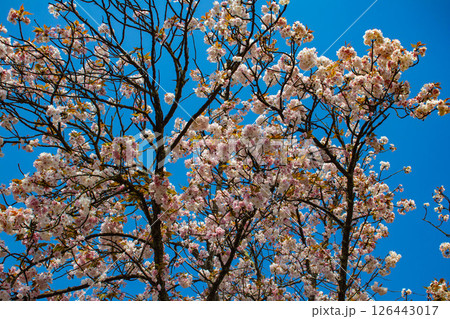【京都風景】二条城　華のある艶やかな桜 126443017