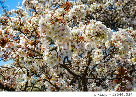 【京都風景】二条城 華のある艶やかな桜 【京都風景】二条城 華のある艶やかな桜 126443034
