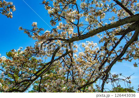 【京都風景】二条城 華のある艶やかな桜 【京都風景】二条城 華のある艶やかな桜 126443036
