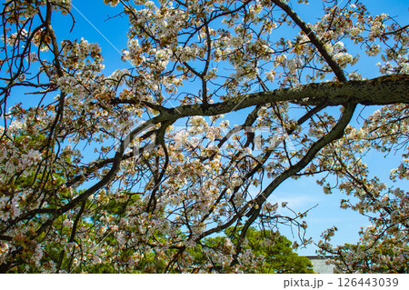【京都風景】二条城　華のある艶やかな桜 126443039
