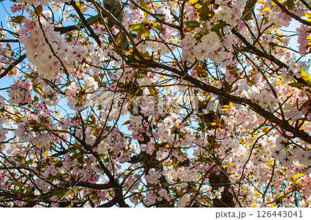 【京都風景】二条城　華のある艶やかな桜 126443041