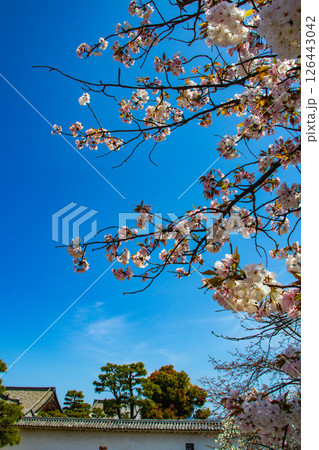【京都風景】二条城 華のある艶やかな桜 【京都風景】二条城 華のある艶やかな桜 126443042