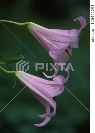 ササユリ　日本固有 126443291