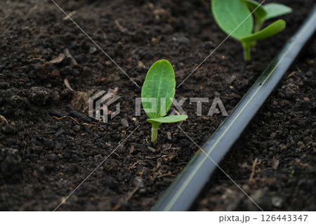 seedlings of cucumbers in a greenhouse on irrigation. seedlings of cucumbers in a greenhouse on irrigation. 126443347