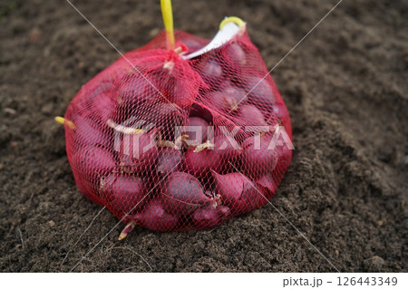 Ready to plant red onions in the organic vegetable patch. Ready to plant red onions in the organic vegetable patch. 126443349