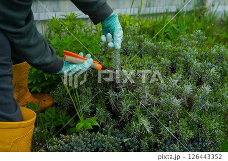 Using bypass pruners, a gardener in gloves trims a lavender bush. Seasonal tasks in the garden involve pruning. 126443352