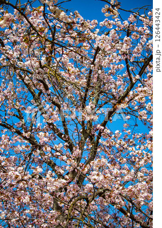 【京都風景】二条城　華のある艶やかな桜 126443424