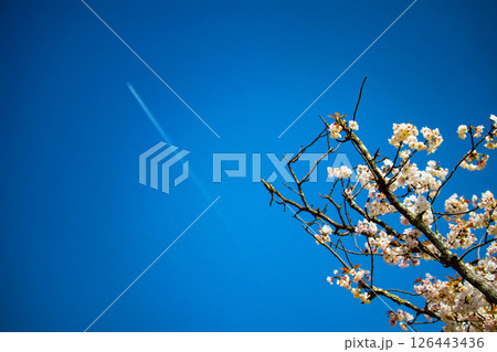 【京都風景】二条城　華のある艶やかな桜 126443436