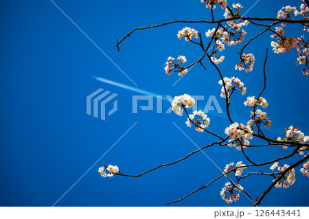 【京都風景】二条城 華のある艶やかな桜 【京都風景】二条城 華のある艶やかな桜 126443441
