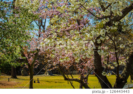 【京都風景】二条城 華のある艶やかな桜 【京都風景】二条城 華のある艶やかな桜 126443443