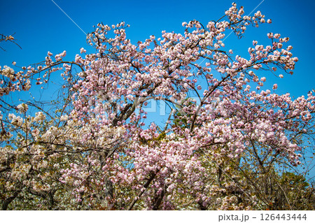 【京都風景】二条城 華のある艶やかな桜 【京都風景】二条城 華のある艶やかな桜 126443444