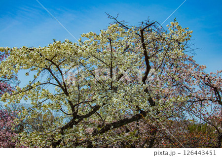 【京都風景】二条城 華のある艶やかな桜 【京都風景】二条城 華のある艶やかな桜 126443451
