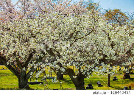 【京都風景】二条城　華のある艶やかな桜 126443454