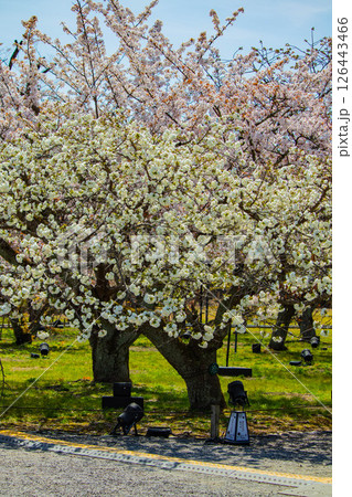 【京都風景】二条城　華のある艶やかな桜 126443466