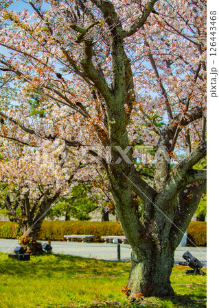 【京都風景】二条城　華のある艶やかな桜 126443468