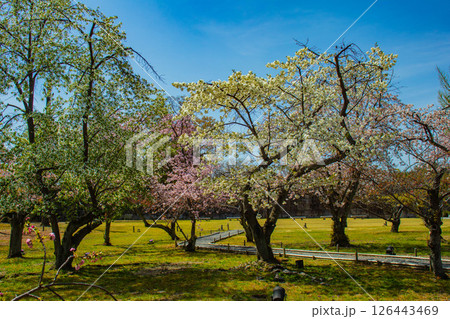 【京都風景】二条城　華のある艶やかな桜 126443469
