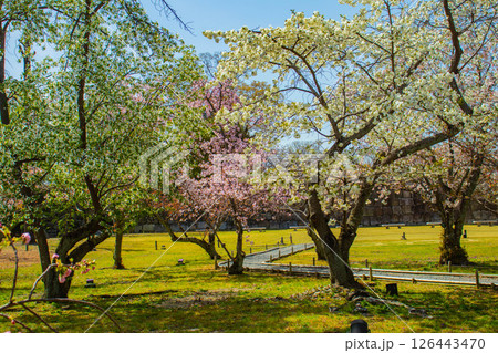 【京都風景】二条城　華のある艶やかな桜 126443470