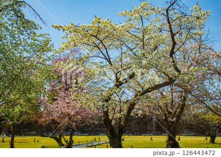 【京都風景】二条城　華のある艶やかな桜 126443472