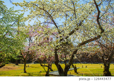 【京都風景】二条城 華のある艶やかな桜 【京都風景】二条城 華のある艶やかな桜 126443477