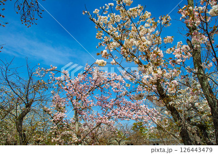 【京都風景】二条城 華のある艶やかな桜 【京都風景】二条城 華のある艶やかな桜 126443479