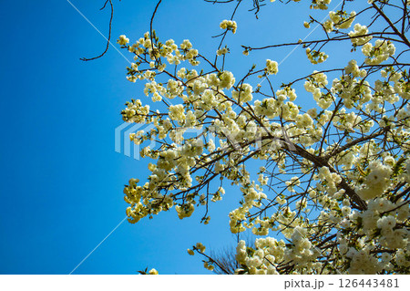 【京都風景】二条城　華のある艶やかな桜 126443481