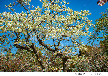 【京都風景】二条城 華のある艶やかな桜 【京都風景】二条城 華のある艶やかな桜 126443482