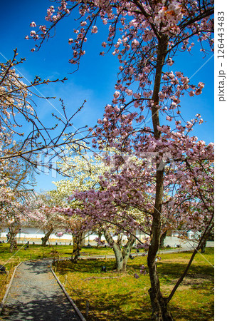 【京都風景】二条城　華のある艶やかな桜 126443483