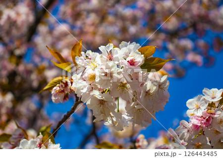 【京都風景】二条城　華のある艶やかな桜 126443485