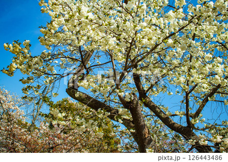 【京都風景】二条城 華のある艶やかな桜 【京都風景】二条城 華のある艶やかな桜 126443486