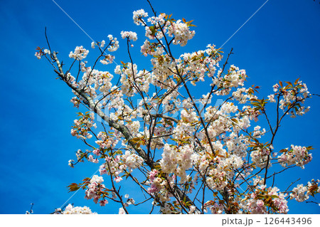 【京都風景】二条城　華のある艶やかな桜 126443496