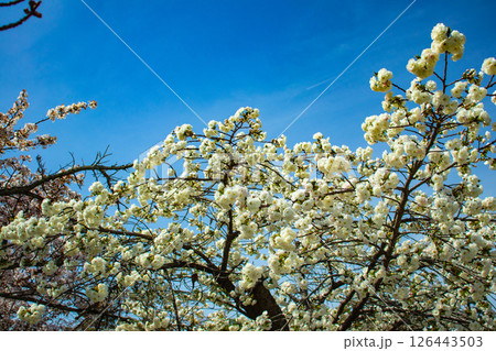 【京都風景】二条城　華のある艶やかな桜 126443503