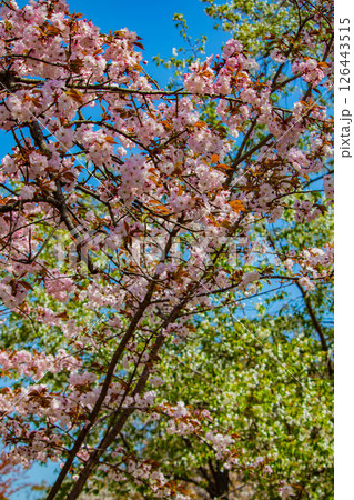 【京都風景】二条城 華のある艶やかな桜 【京都風景】二条城 華のある艶やかな桜 126443515
