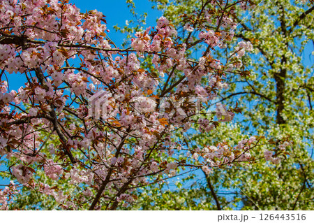 【京都風景】二条城 華のある艶やかな桜 【京都風景】二条城 華のある艶やかな桜 126443516