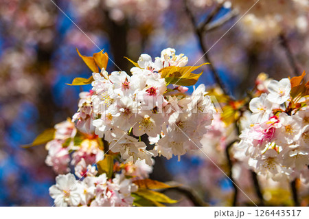 【京都風景】二条城 華のある艶やかな桜 【京都風景】二条城 華のある艶やかな桜 126443517