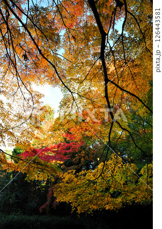 牧野ヶ池緑地の紅葉 牧野ヶ池緑地の紅葉 126443581