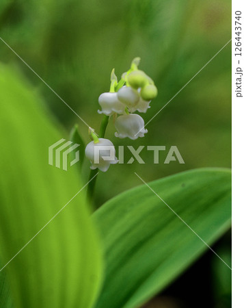 キジカクシ科スズランの白い釣鐘型の花 キジカクシ科スズランの白い釣鐘型の花 126443740
