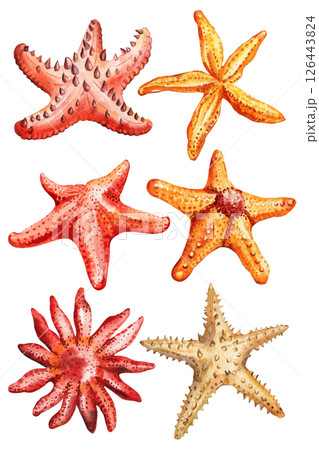 Starfish set watercolor starfish illustrations in red orange beige colors isolated tropical sea animals ocean collection 126443824