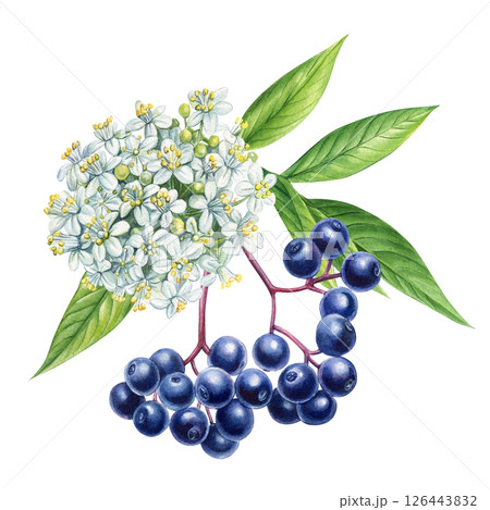 Watercolor illustration of elderberry with white flowers and green leaves, hand drawn botanical medicinal plant 126443832