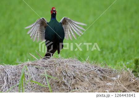 キジ pheasant / Japan 126443841